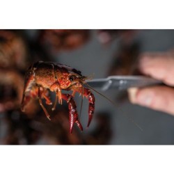Sollo. La Cocina De Río de Diego Gallegos