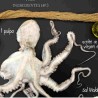Pulpo